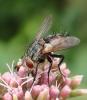 Peleteria iavana